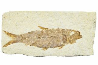 Detailed Fossil Fish (Knightia) - Wyoming #244209