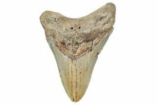 Fossil Megalodon Tooth - North Carolina #245748