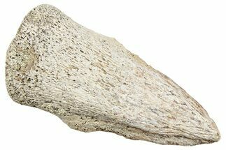 Dinosaur (Thescelosaurus) Toe Ungual (Claw) - Montana #245867
