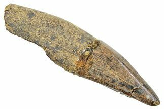 Juvenile Tyrannosaur Premax Tooth - Partial Root! #245869