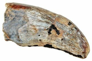 Serrated, Tyrannosaur (Nanotyrannus?) Tooth - Montana #245876