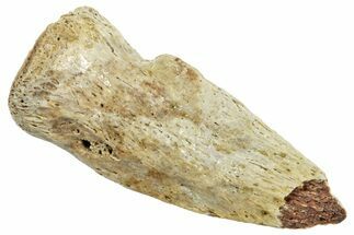 Cretaceous Fossil Crocodylomorph Claw - Montana #245941