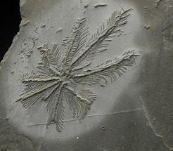 Museum Quality Hapalocrinus frechi (“Palm Tree Crinoid”) #14654