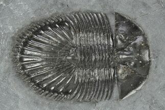 Thysanopeltis Trilobite - Boudib, Morocco #245264