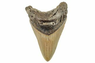 Fossil Megalodon Tooth - North Carolina #245735