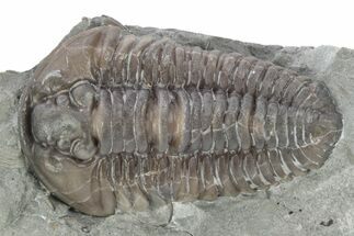 Long Prone Flexicalymene Trilobite - Mt Orab, Ohio #245140