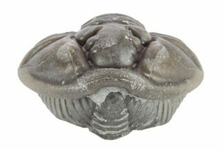 Wide Enrolled Flexicalymene Trilobite - Mt Orab, Ohio #245185