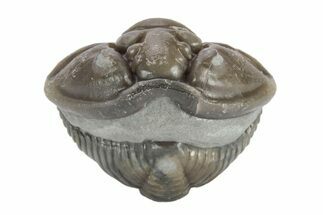 Wide Enrolled Flexicalymene Trilobite - Mt Orab, Ohio #245197