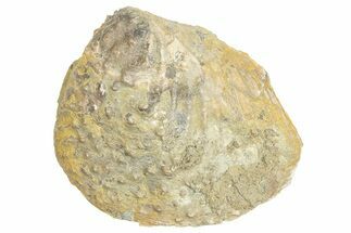Jurassic Fossil Bivalve (Myophorella) - Portugal #244817
