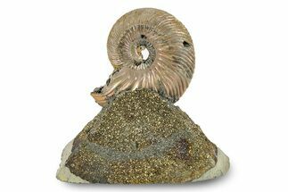 Iridescent, Pyritized Ammonite (Quenstedticeras) Fossil Display #244929