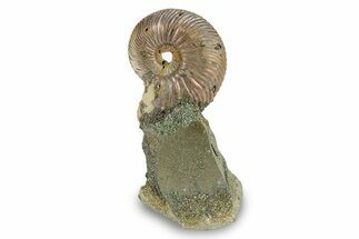 Iridescent, Pyritized Ammonite (Quenstedticeras) Fossil Display #244930