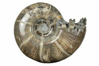 Polished, Sutured Ammonite (Argonauticeras) Fossil - Madagascar #246211