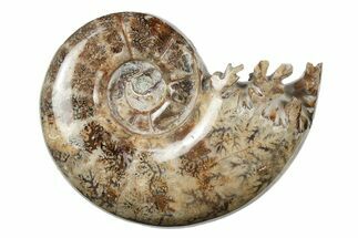 Polished, Sutured Ammonite (Argonauticeras) Fossil - Madagascar #246218