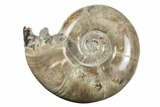 Polished, Sutured Ammonite (Argonauticeras) Fossil - Madagascar #246223