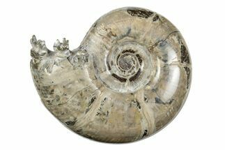 Polished, Sutured Ammonite (Eotetragonites?) Fossil - Madagascar #246225
