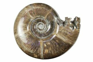 Polished, Sutured Ammonite (Argonauticeras) Fossil - Madagascar #246226