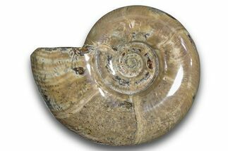 Polished Ammonite (Argonauticeras) Fossil - Madagascar #246197