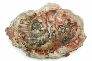 Polished Petrified Wood (Araucaria) Round - Arizona #246252