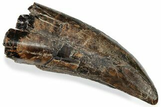 Serrated Tyrannosaurus (T-Rex) Tooth - Montana #246275