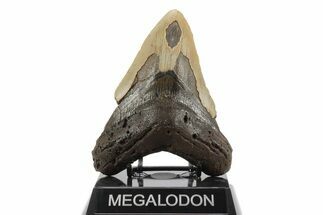Fossil Megalodon Tooth - North Carolina #245905