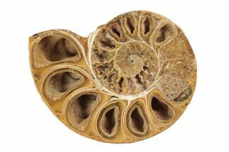 Jurassic Cut & Polished Ammonite Fossil (Half) - Madagascar #239520