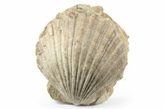 Fossil Pecten In Sandstone - California #246312