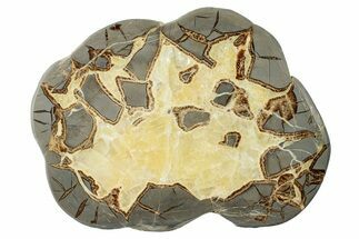 Polished Septarian Slab - Utah #246534