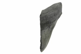 Partial, Fossil Megalodon Tooth - Serrated Blade #240130