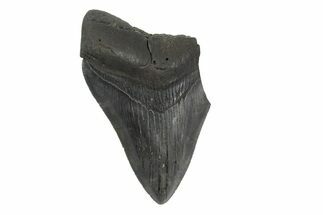 Partial, Fossil Megalodon Tooth - Serrated Blade #240138