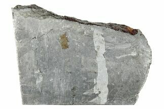 Etched Seymchan Pallasite Slice ( g) - Russia #247033