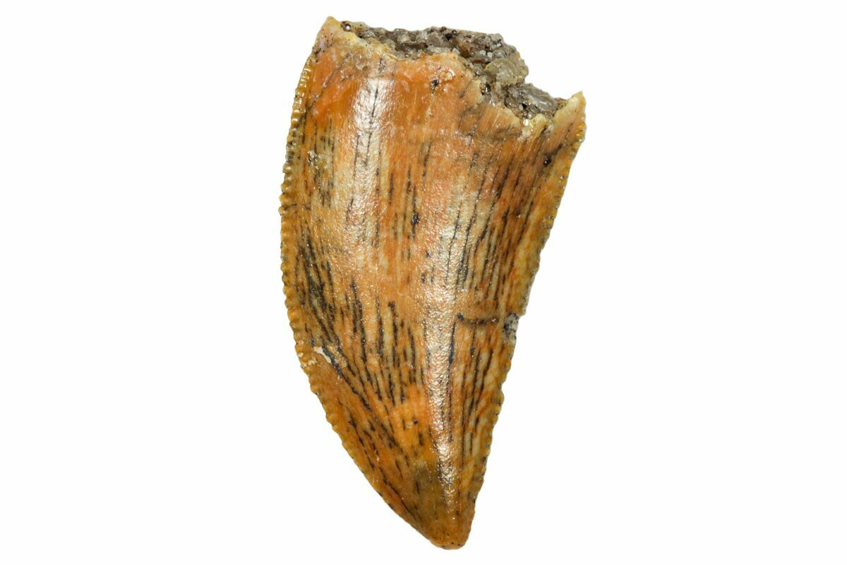 Serrated, .56" Raptor Tooth Real Dinosaur Tooth (247042) For Sale