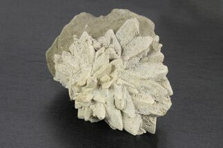 Stellate Glendonite (Calcite Pseudomorph) Cluster - Russia #247206