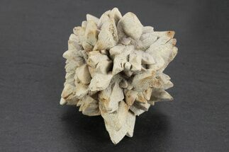 Stellate Glendonite (Calcite Pseudomorph) Cluster - Russia #247209