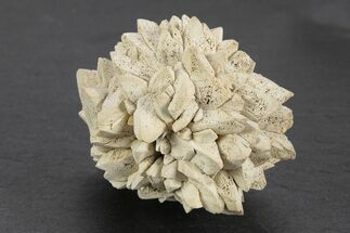 Stellate Glendonite (Calcite Pseudomorph) Cluster - Russia #247216