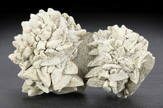 Stellate Glendonite (Calcite Pseudomorph) Clusters - Russia #247222