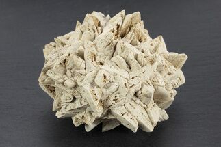Stellate Glendonite (Calcite Pseudomorph) Cluster - Russia #247230