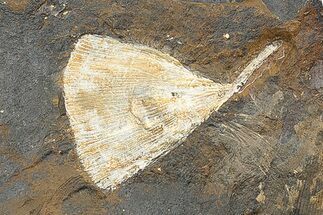 Fossil Ginkgo Leaf From North Dakota - Paleocene #247090