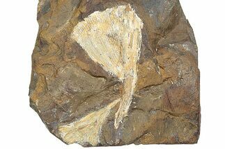 Two Fossil Ginkgo Leaves From North Dakota - Paleocene #247118