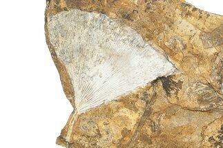 Fossil Ginkgo Leaf From North Dakota - Paleocene #247123