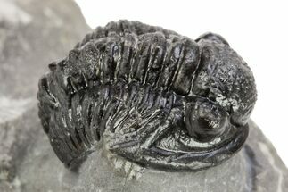 Detailed Gerastos Trilobite Fossil - Morocco #242774