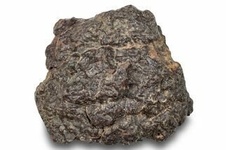 Chondrite Meteorite ( grams) - Western Sahara Desert #247556