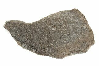 Polished Dinosaur Bone (Gembone) Slab - Morocco #247758