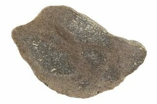 Polished Dinosaur Bone (Gembone) Slab - Morocco #247759