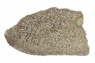 Polished Dinosaur Bone (Gembone) Slab - Morocco #247762