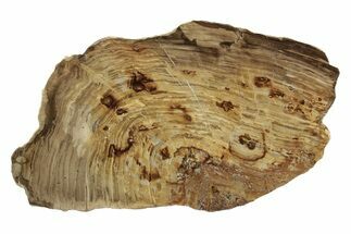 Polished Oligocene Petrified Wood (Pinus) - Australia #247835