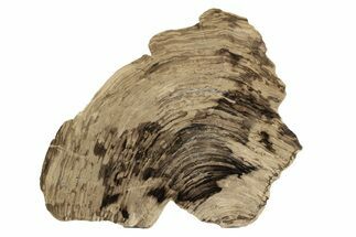 Polished Oligocene Petrified Wood (Pinus) - Australia #247840