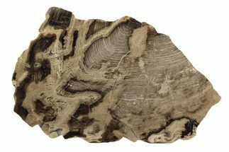 Polished Oligocene Petrified Wood (Pinus) - Australia #247846