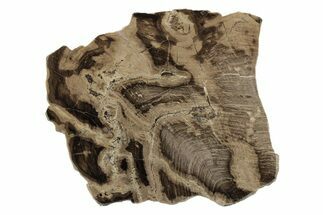 Polished Oligocene Petrified Wood (Pinus) - Australia #247852
