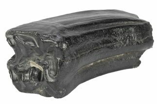 Pleistocene Aged Fossil Horse Tooth - South Carolina #247901