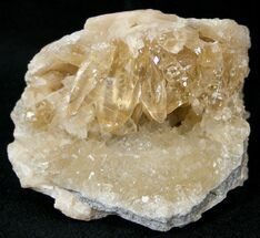 Partial Clam Fossil with Golden Calcite Crystals - #14714